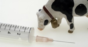 αντιβιοτικά, ένεση, αγελάδα