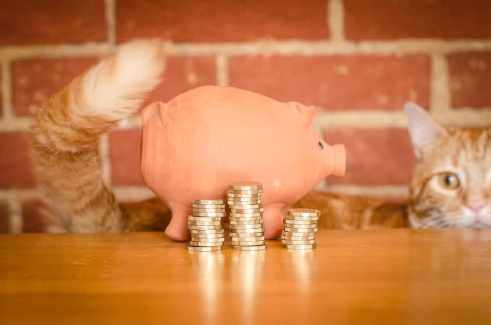 Pet insurance, cat and piggy bank, source: Shutterstock
