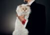 Lagerfeld cat