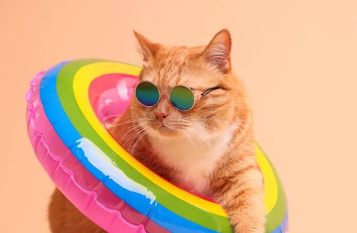 Safe summer cat concept, source: Shutterstock