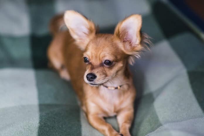 Beautiful,Close,Up,Portrait,Of,An,Adorable,Chihuahua,Dog Σκύλος ράτσας Τσιουάουα