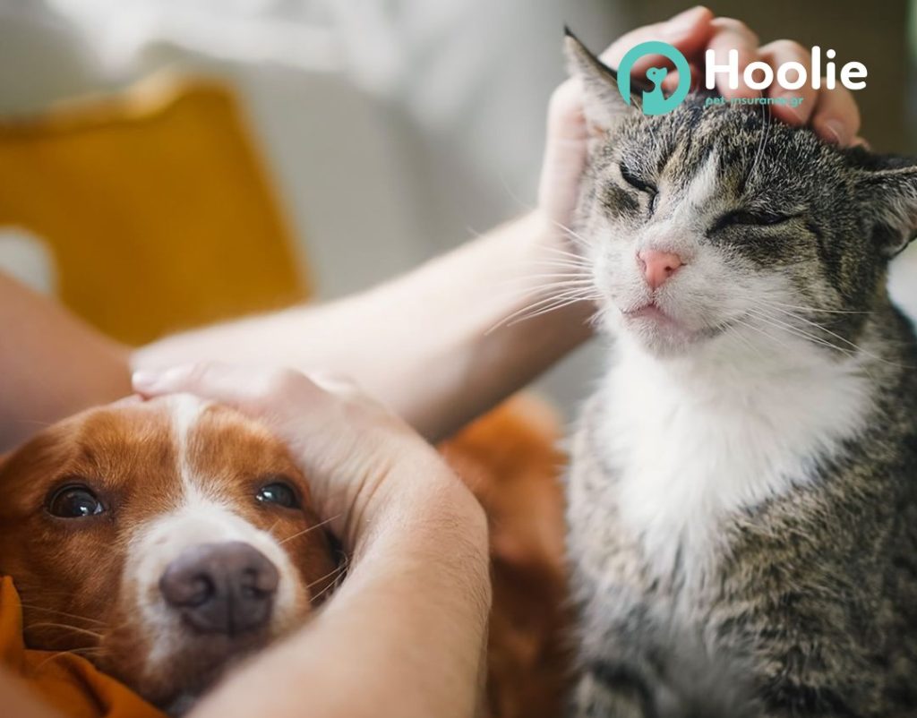Hoolie, promo ασφάλισης κατοικιδίων