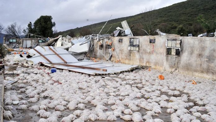 Πτηνοτροφική μονάδα στην Ήπειρο, ζημιές από ανεμοστρόβιλο