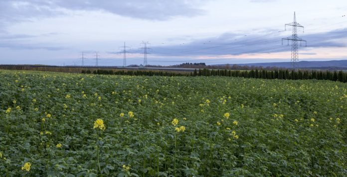 AllianzGI, εικόνα είδησης συνεργασίας με Talanx για ηλεκτρικό δίκτυο, λιβάδι με κολόνες ηλεκτρικού ρεύματος