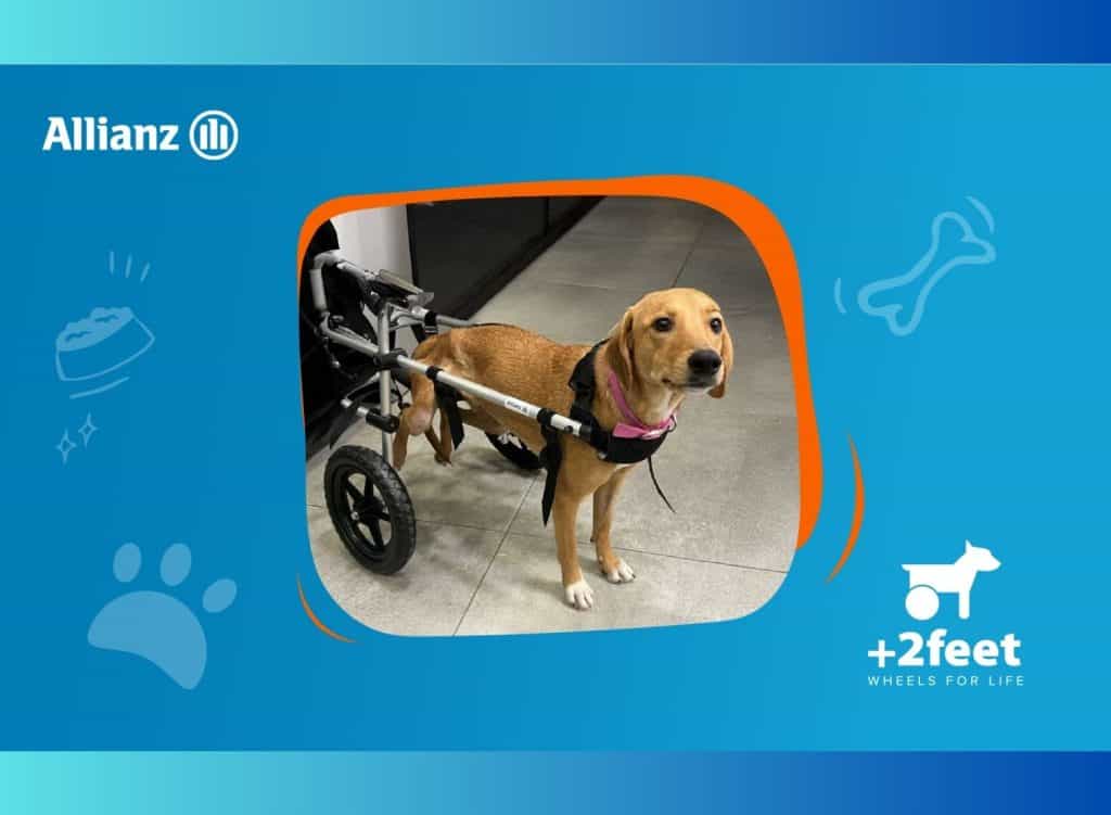 Allianz, εικαστικό συνεργασίας ΕΚΕ με Plus2Feet για ανάπηρα ζώα