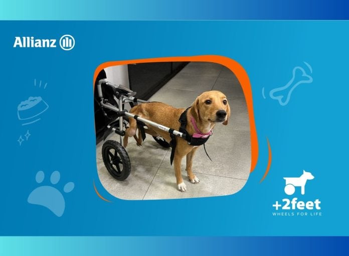 Allianz, εικαστικό συνεργασίας ΕΚΕ με Plus2Feet για ανάπηρα ζώα