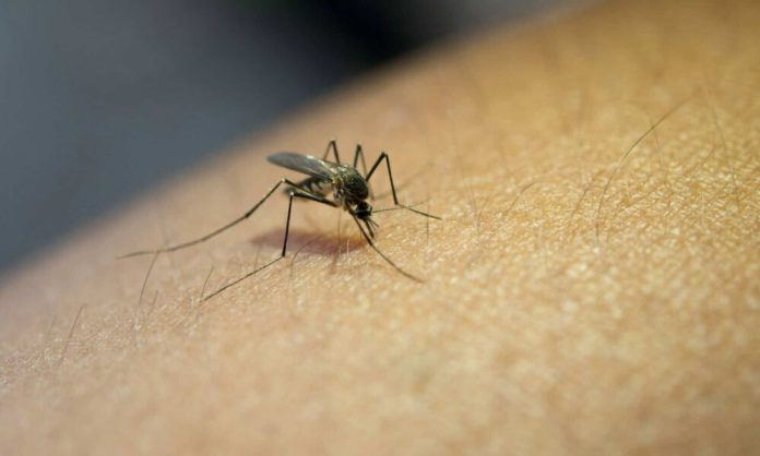 viruscomgr_mosquito_skin-scaled-e1661328732647-2-center-top-1000x600