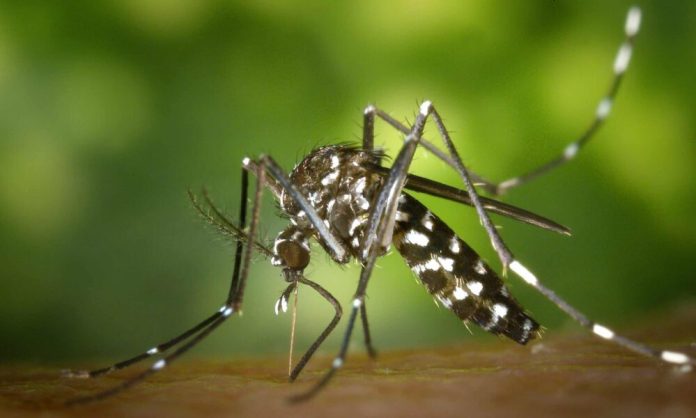 viruscomgr_mosquito_summer-scaled-center-top-1000x600