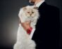 Lagerfeld cat