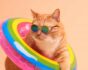 Safe summer cat concept, source: Shutterstock